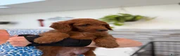 Mini Goldendoodle dogs for sale: Beautiful Miniature Goldendoodles Ready Now - Advert 27