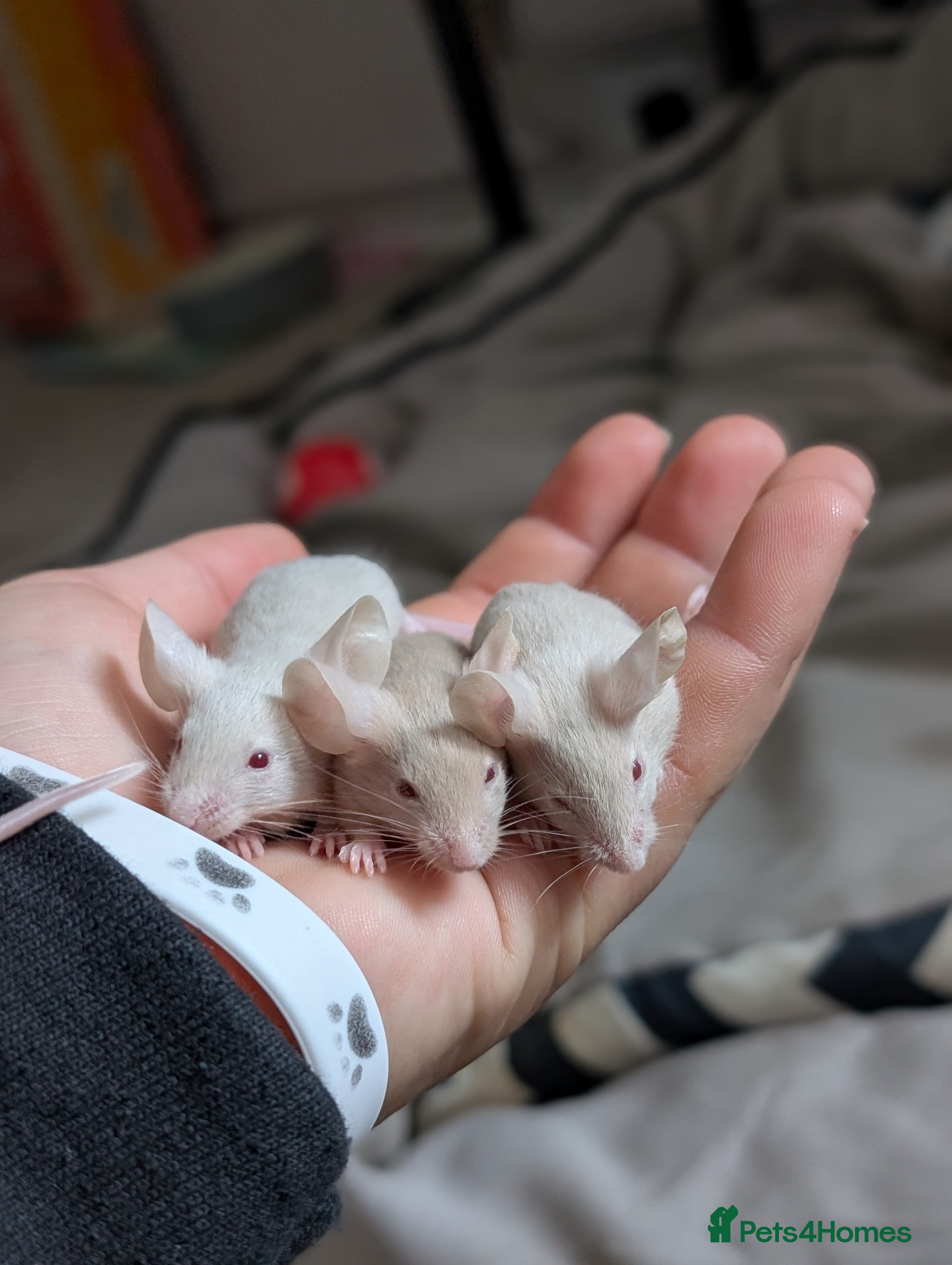 Mouse rodents Fancy mice - Advert 7