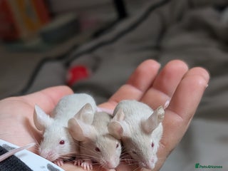 Mouse rodents - Advert 1