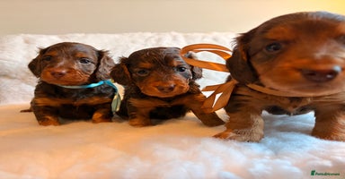 Miniature Dachshund dogs Long Haired Miniature Dachshund KC Sweethearts  - Advert 12