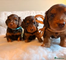 Miniature Dachshund dogs Long Haired Miniature Dachshund KC Sweethearts - Advert 12