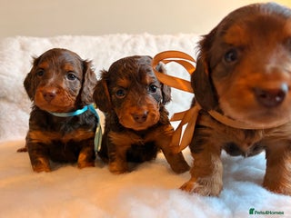 Miniature Dachshund dogs Long Haired Miniature Dachshund KC Sweethearts - Advert 1