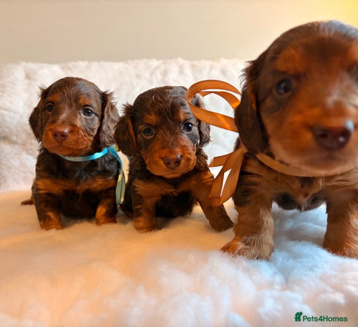 Miniature Dachshund dogs Long Haired Miniature Dachshund KC Sweethearts - Advert 3