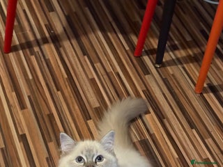 Ragdoll cats Gccf registered 18 week old blue tabby cp boy - Advert 1