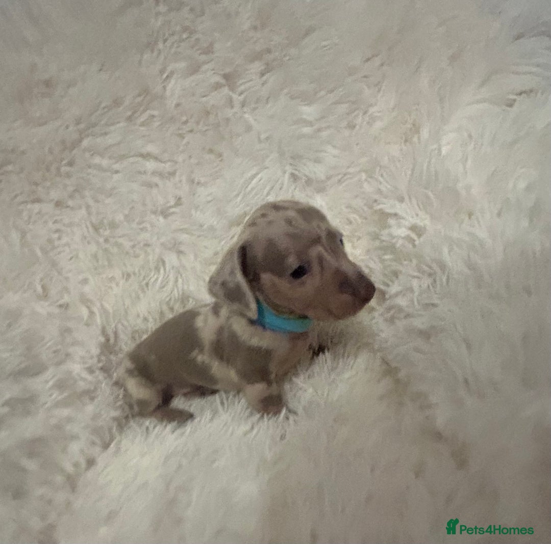 Miniature Dachshund dogs for sale: miniature dachshund puppies - Image 2