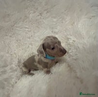 Miniature Dachshund dogs - Advert 15