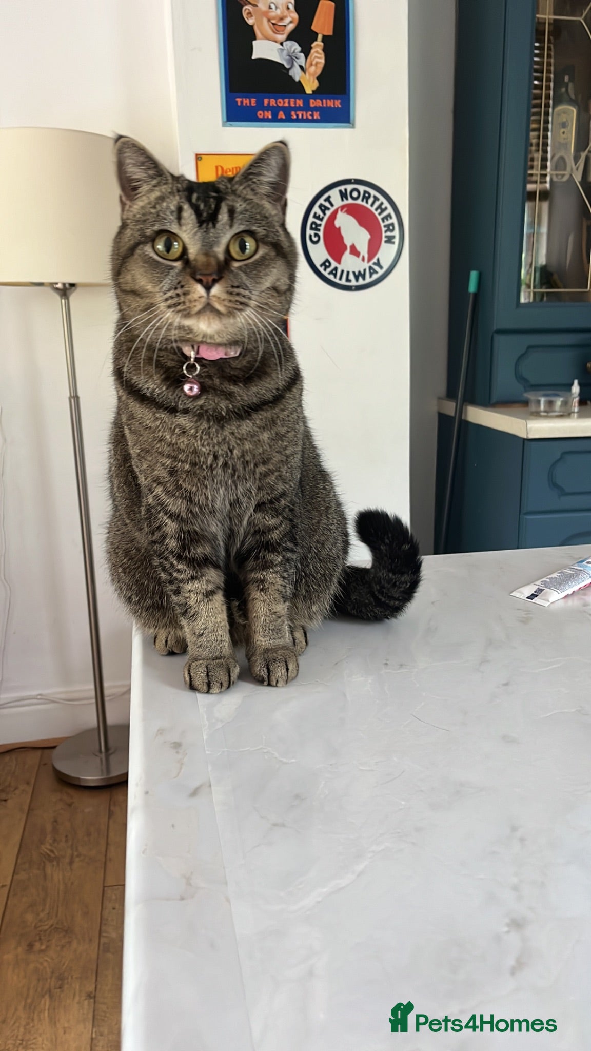 British Shorthair cats Peanut - Advert 1
