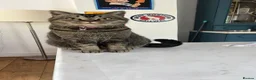 British Shorthair cats for sale: Peanut - Advert 1