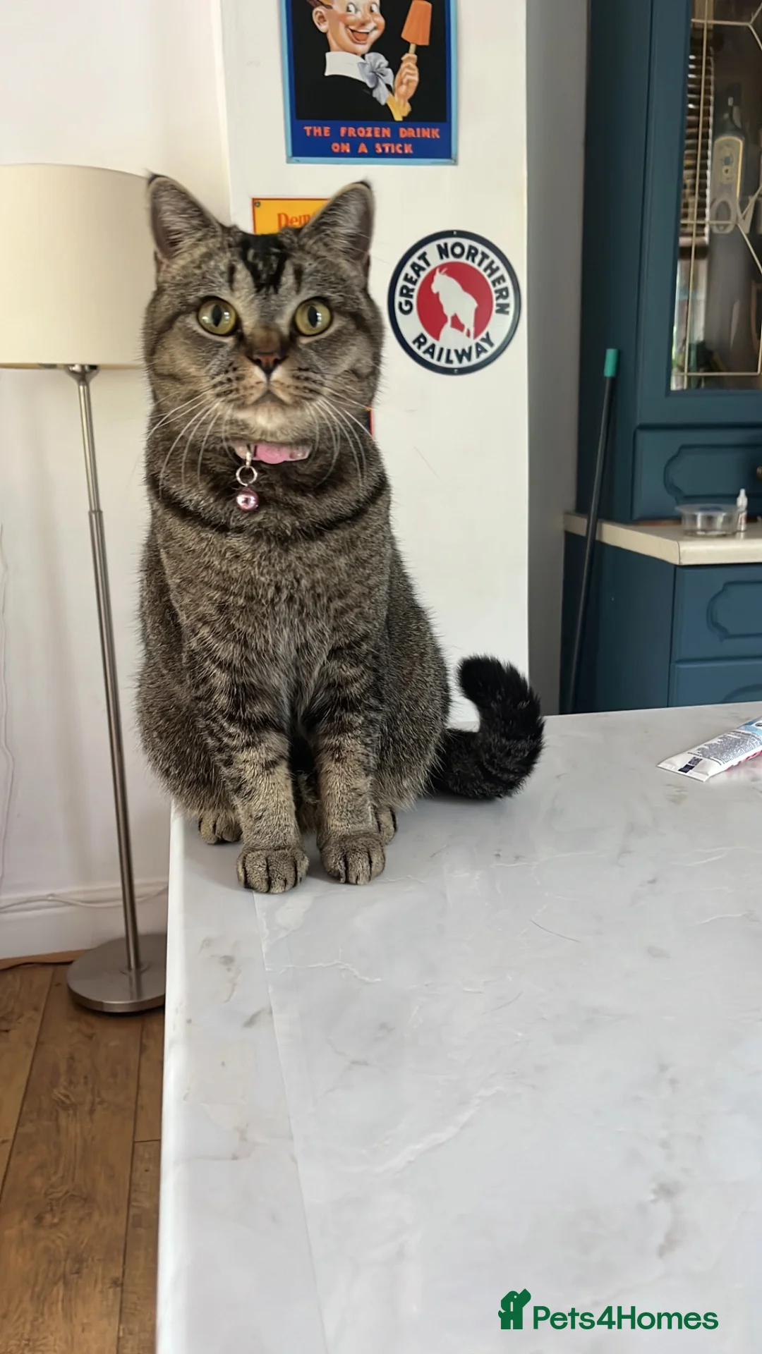 British Shorthair cats for sale: Peanut - Advert 1