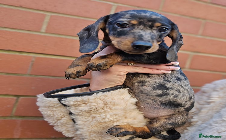 Miniature Dachshund dogs Miniature dachshunds 🐶 - Advert 13