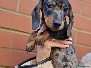 Miniature Dachshund dogs Miniature dachshunds 🐶 - Advert 14