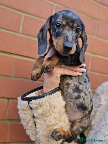 Miniature Dachshund dogs Miniature dachshunds 🐶 - Advert 1
