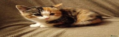 Mixed Breed Kitten 6