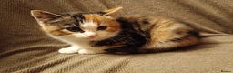 Mixed Breed cats for sale: 3 male ginger and 3 female Tortie kittens - Advert 14