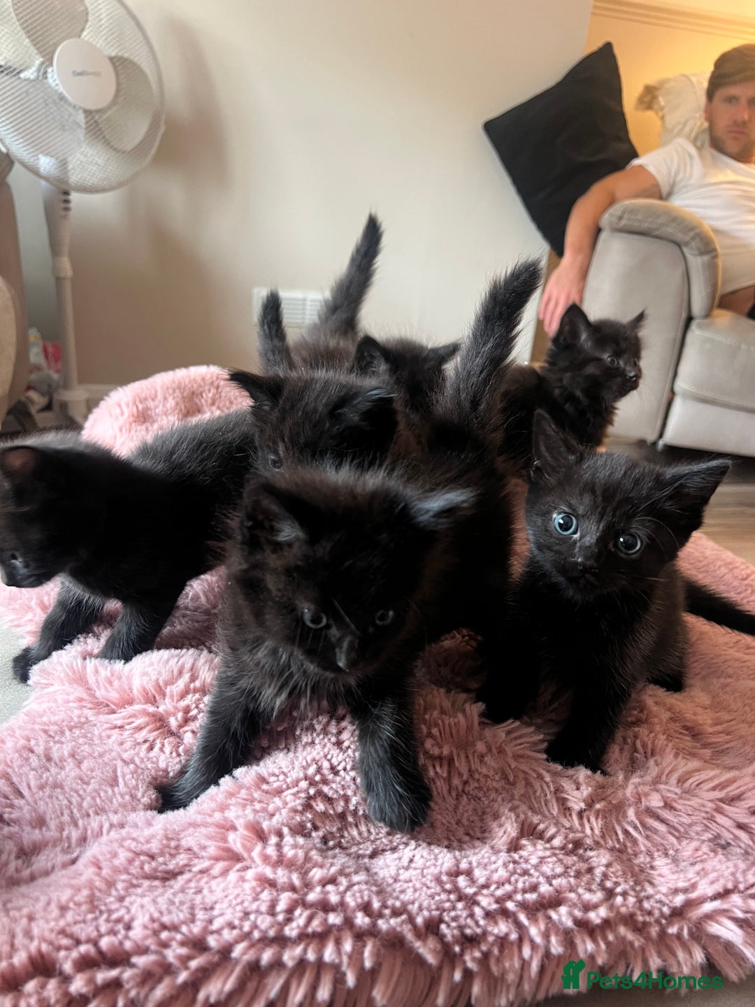 Norwegian Forest Cat cats for sale: Norwegian forest/ Bombay kittens  - Image 1