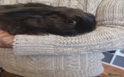 Mini Lion Lop rabbits for sale: Mini lop X mini lion head  - Image 5