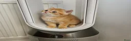 Scottish Fold cats for sale: Adorable Scottish Fold Straight Ear Tabby Kittens  - Advert 15