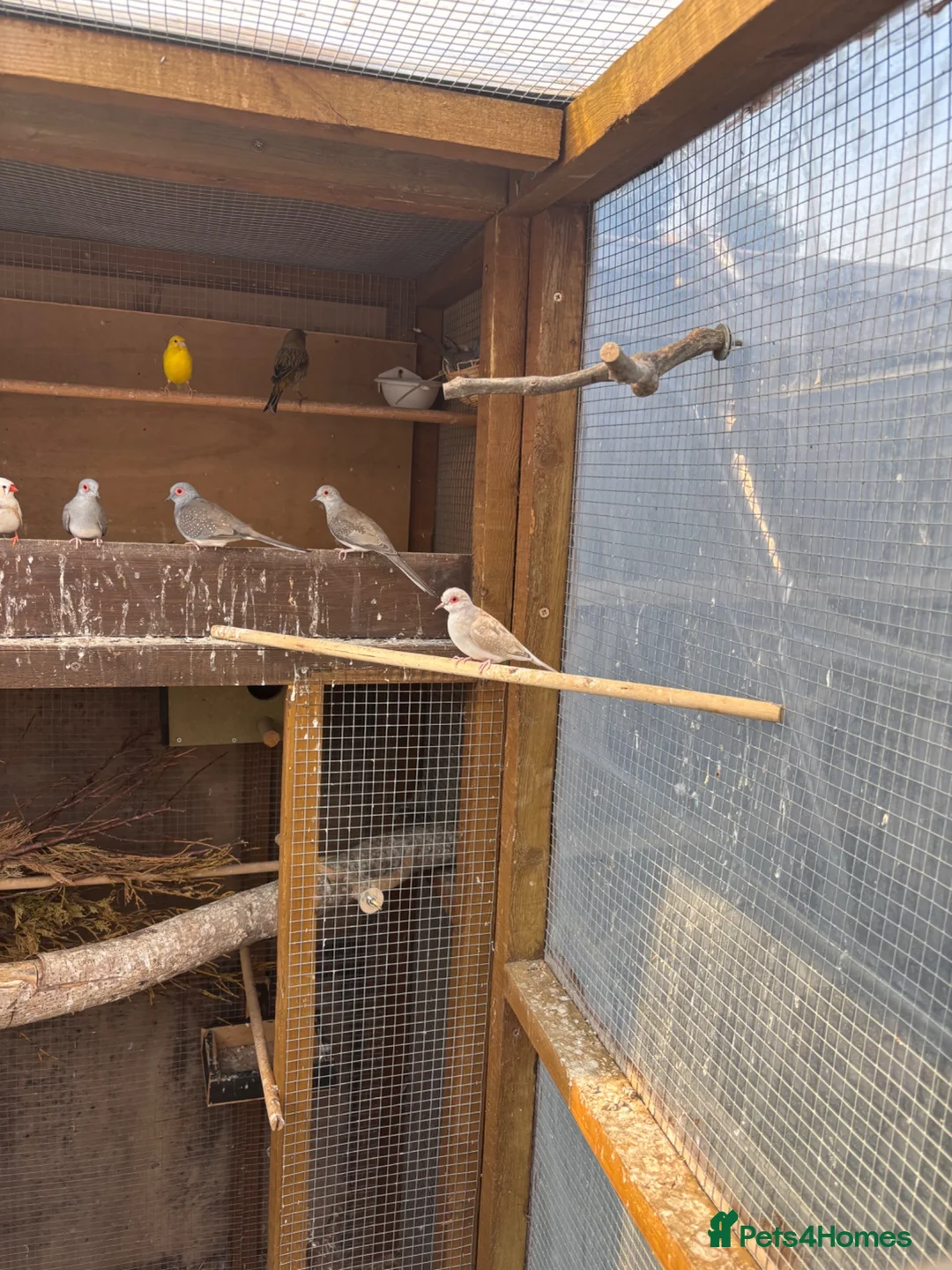 Finches birds for sale: Doves in Ware - Advert 1