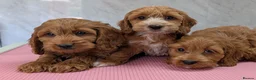 Cockapoo dogs for sale: Beautiful red pups from health tested parents - Advert 17