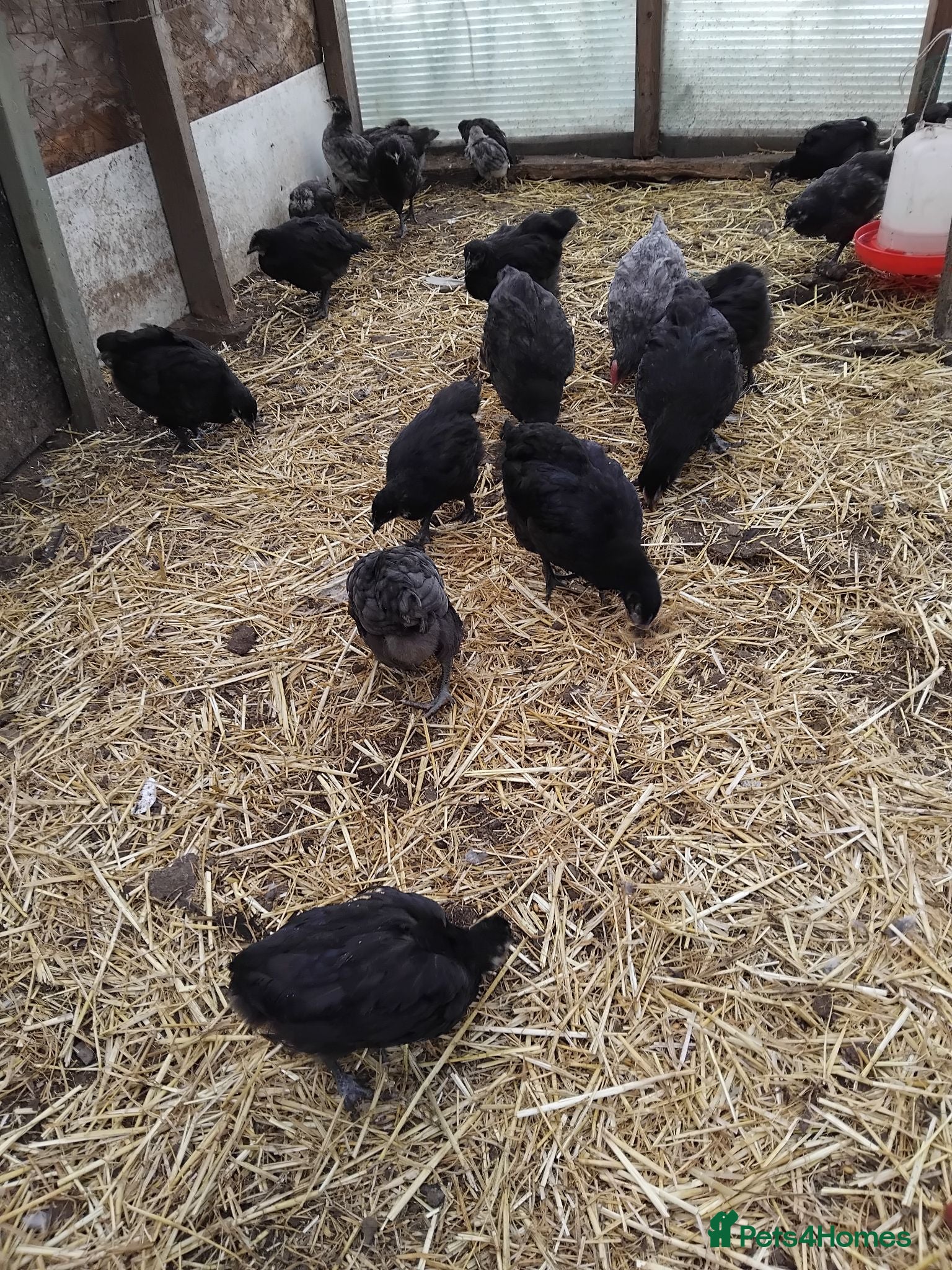 Mixed Breed poultry Poultry SALE - Advert 2