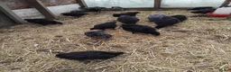 Mixed Breed poultry for sale: Poultry SALE - Advert 2