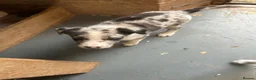 Border Collie dogs for sale: Beautiful Blue Merle Collie Puppies  - Advert 3