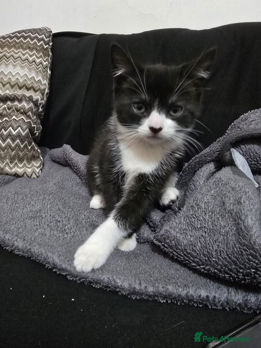 British Shorthair cats for sale: Beautiful British shorthair kittens - Advert 3