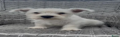 West Highland Terrier 2