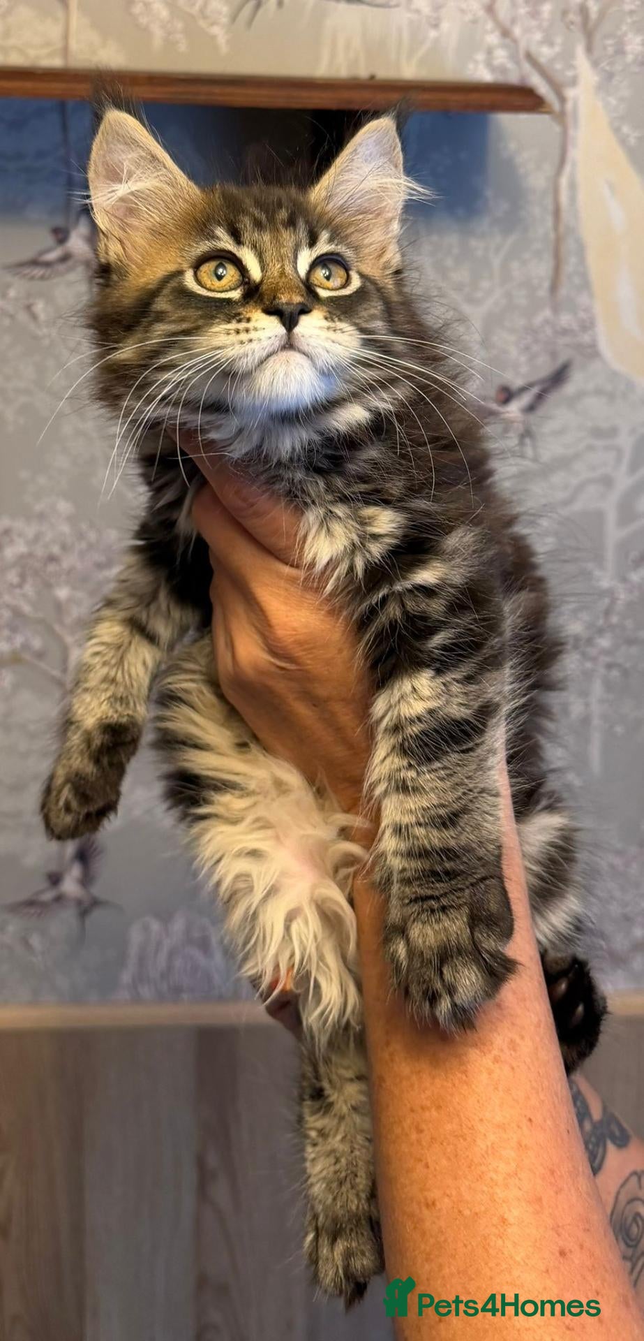 Maine Coon cats Maine Coon Registered TICA - Advert 1