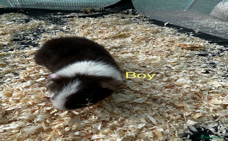 Guinea Pig rodents for sale - Advert 2