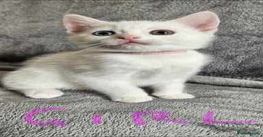 Mixed Breed cats - Advert 3