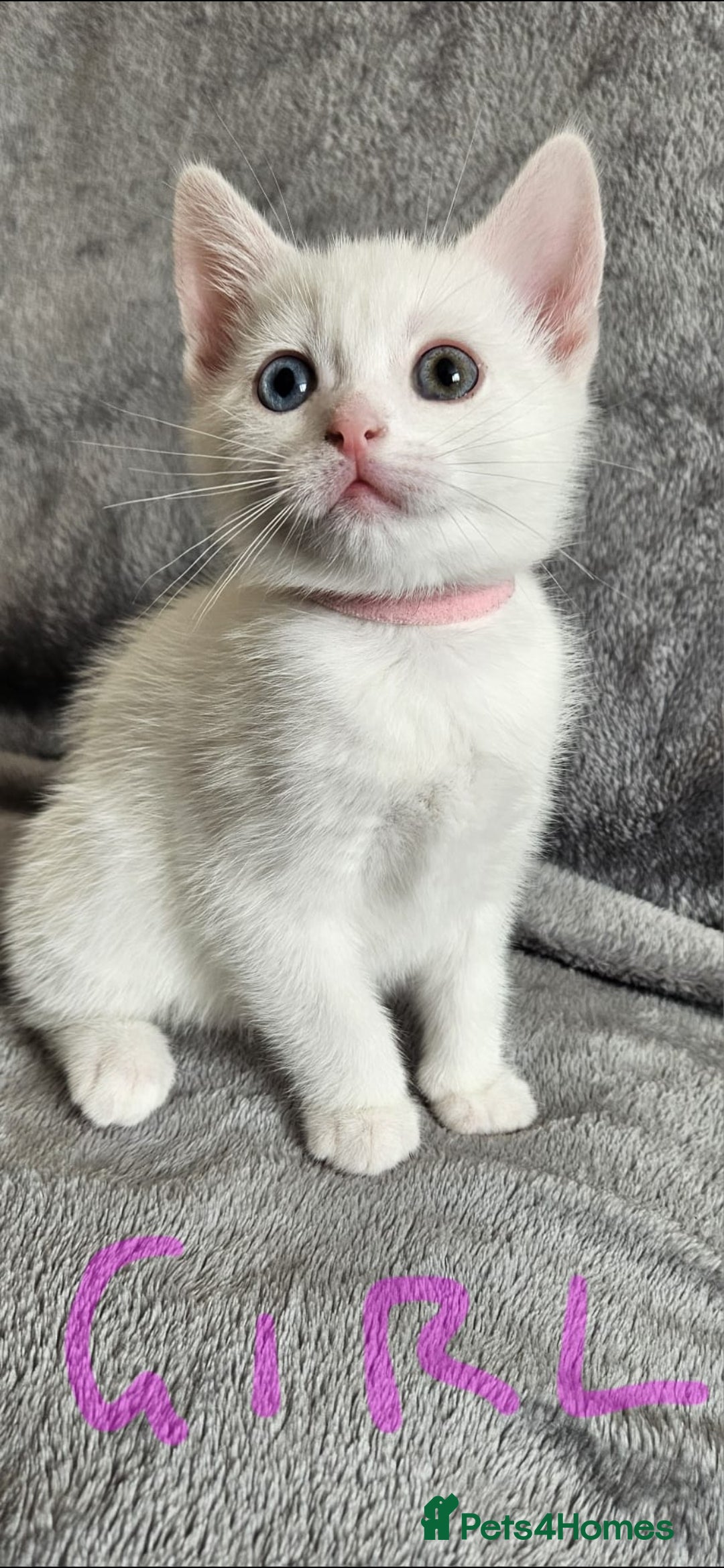 Mixed Breed cats for sale: Scottish straight cross kittens - Image 6