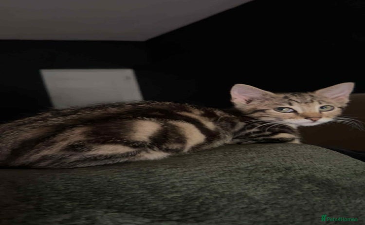 Domestic Shorthair cats - Advert 2