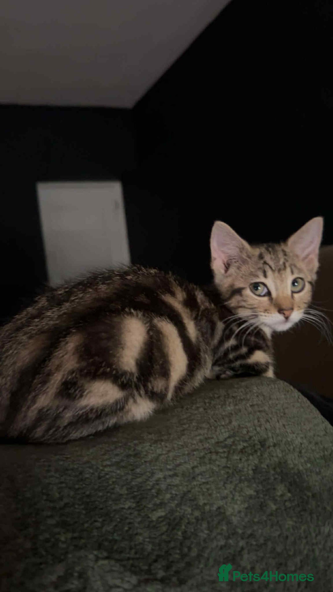 Domestic Shorthair cats for sale: 2 beautiful girls for sale  - Image 1