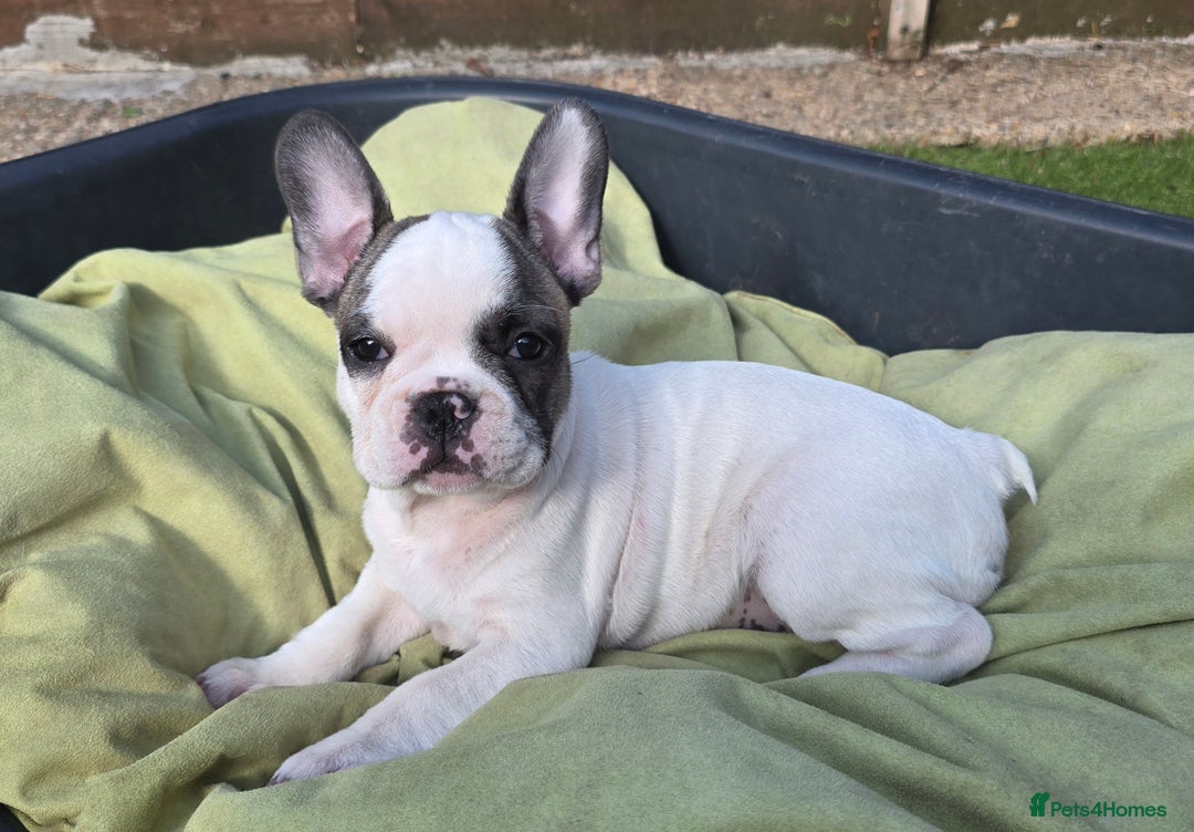 French Bulldog dogs for sale: Adorable Frenchie Puppies Seeking Forever Homes - Image 32