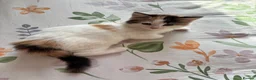 Ragdoll cats for sale: Fluffy Ragdoll-Mix Kitten  - Advert 9