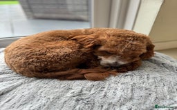 Cavapoo dogs for sale: Expecting a litter-health tested F1b Cavapoo pups - Image 14