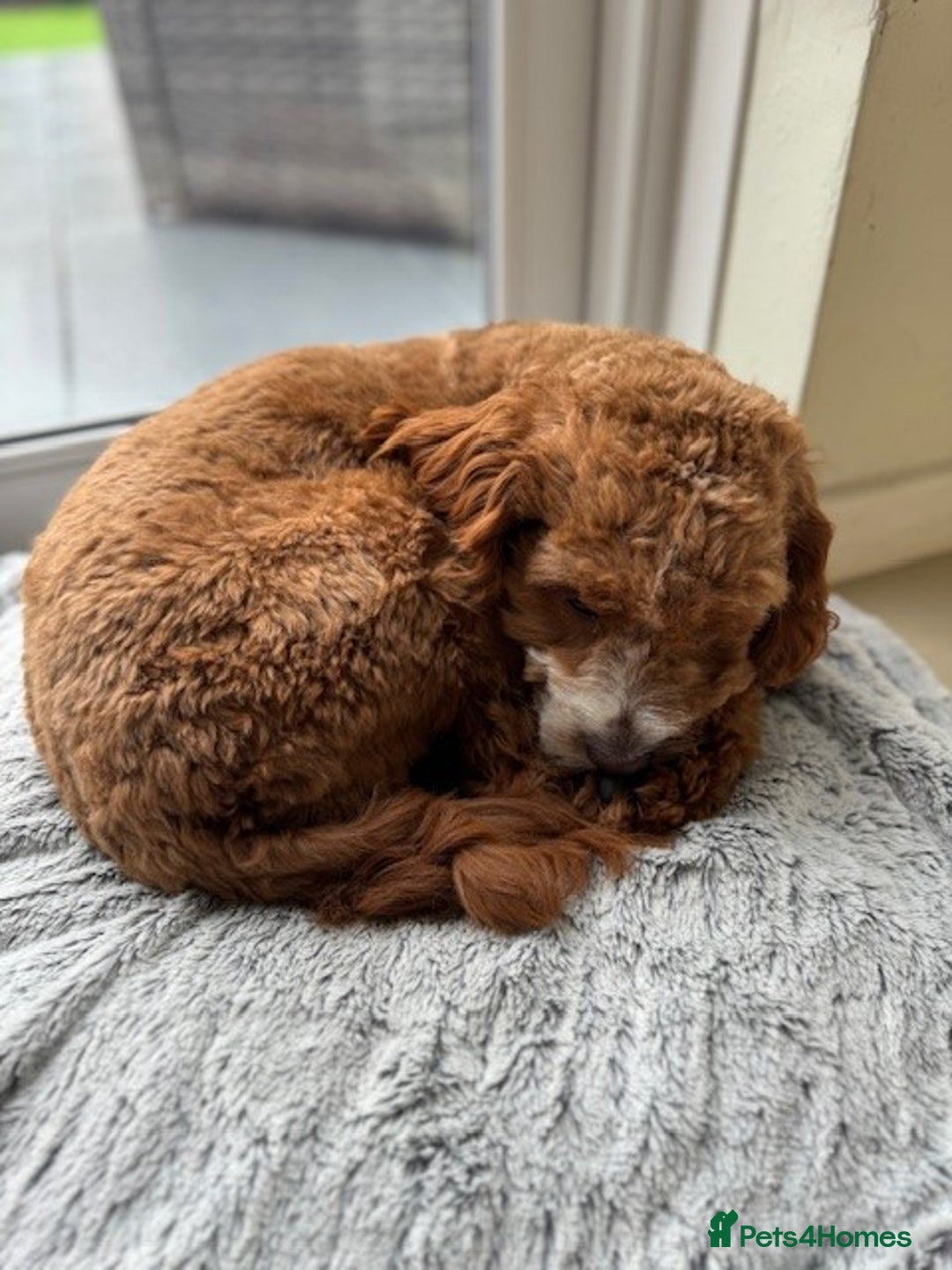 Cavapoo dogs for sale: Expecting a litter-health tested F1b Cavapoo pups - Image 14