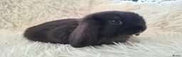 Mini Lop rabbits for sale: Baby Mini Lop Rabbits for sale - Advert 11