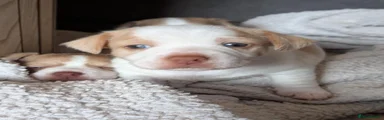 Marshmallow