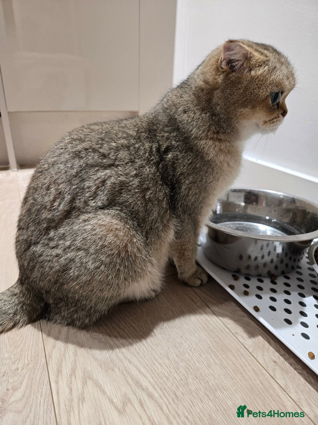 British Shorthair cats for sale: British Shorthair kittens STUNNING 🐈 😺  - Advert 10