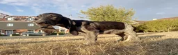 Mixed Breed dogs for sale: KC Basset Hound x KC German Shorthaired Pointer  - Advert 36