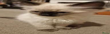 Ragdoll 5