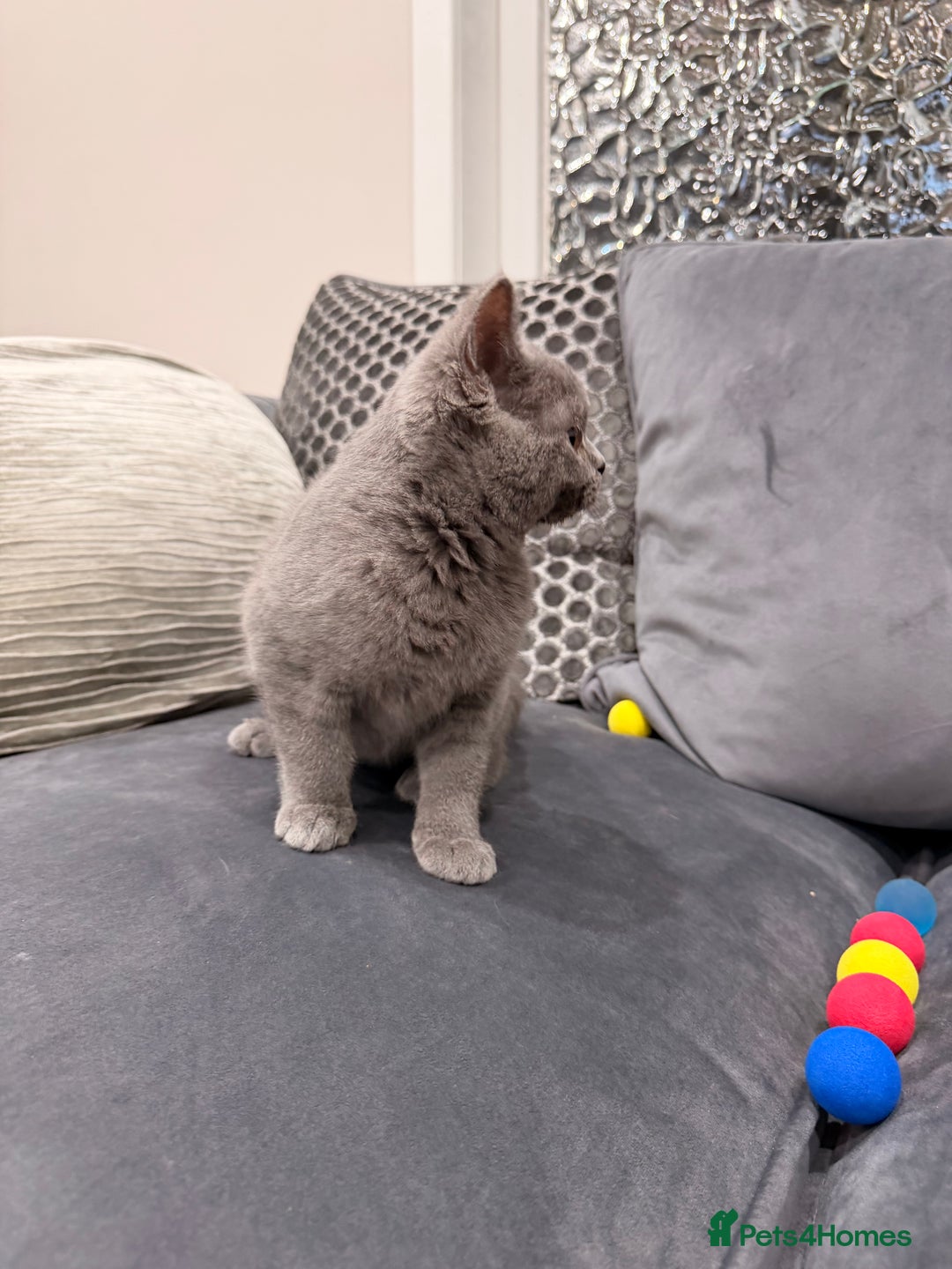 British Shorthair cats for sale: British Shorthair kittens and Mum for sale - Image 27