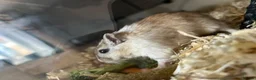 Gerbil rodents for sale: 11 month old gerbils looking for a new home in Egham - Advert 6