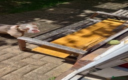 American Bully dogs for sale: Rehome my American Pocket Bully :( - Image 10