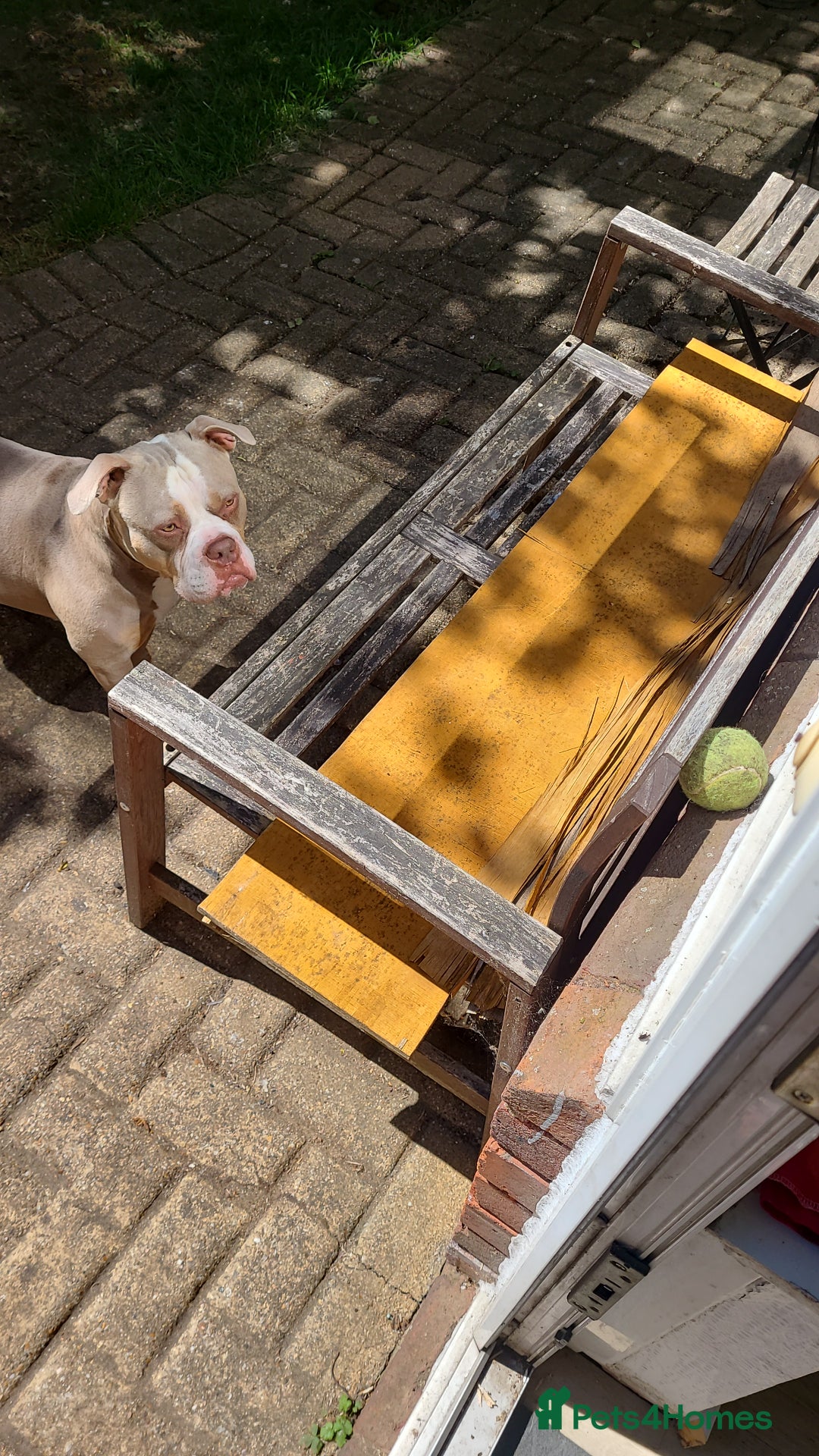 American Bully dogs for sale: Rehome my American Pocket Bully :( - Image 10