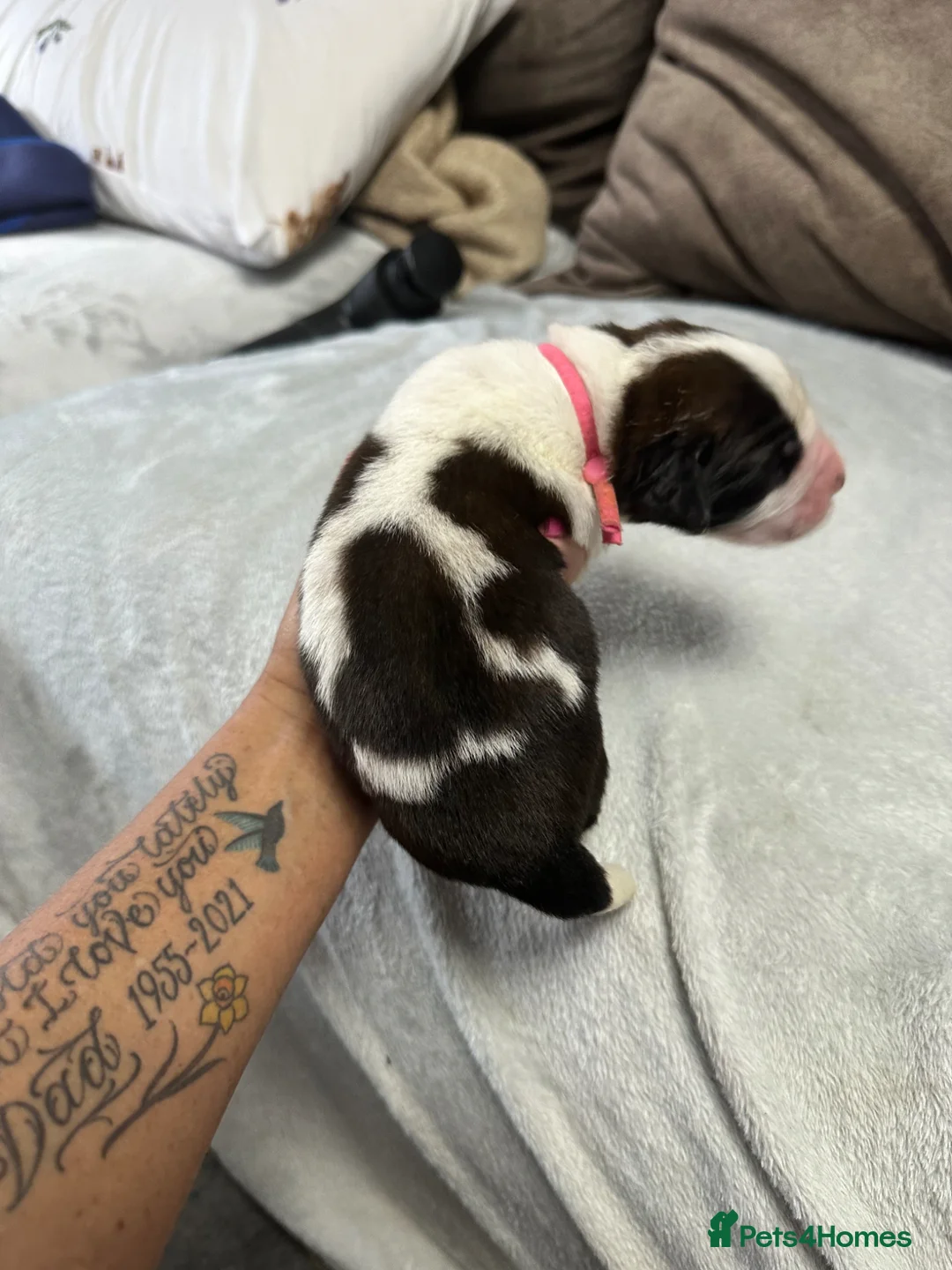 Saint Bernard dogs for sale: Exceptional litter of show quality pups  - Advert 2
