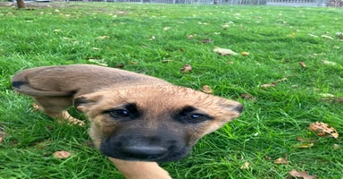 German Shepherd dogs - Advert 5