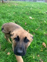 German Shepherd dogs - Advert 5
